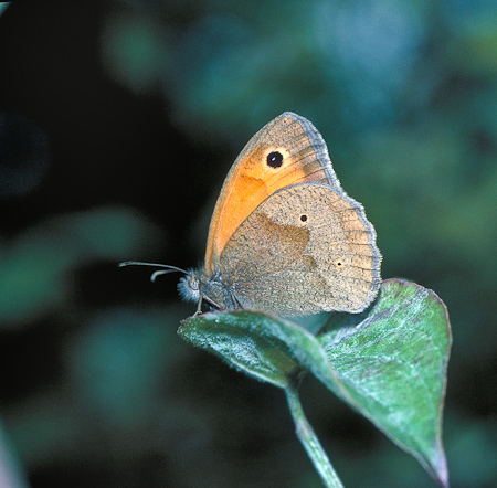 meadow brown f