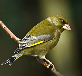 greenfinch