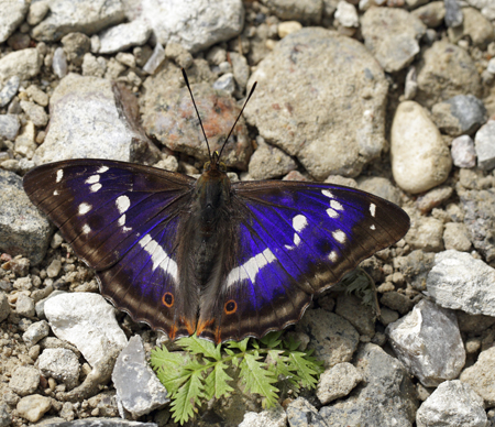 purple emperor butterfly