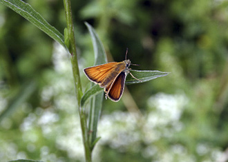 skipper